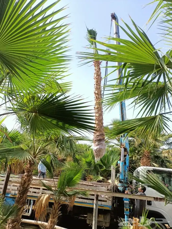 تنسيق حدائق 6