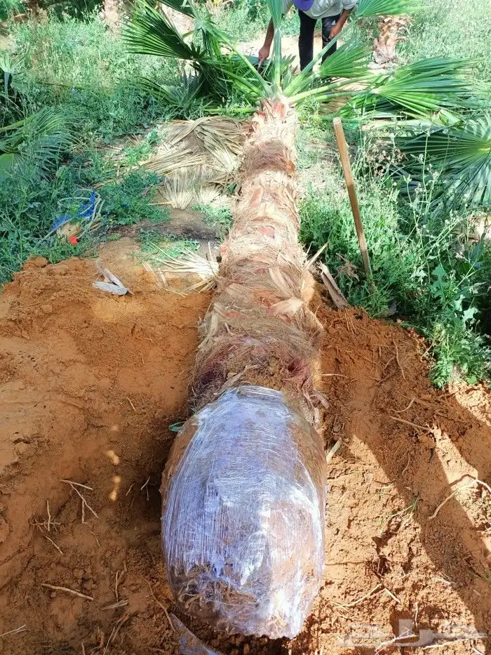 ابداع في تنسيق الحدائق 12