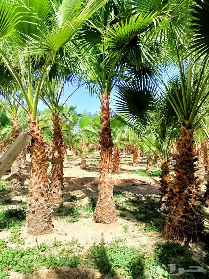 ابداع في تنسيق الحدائق 15