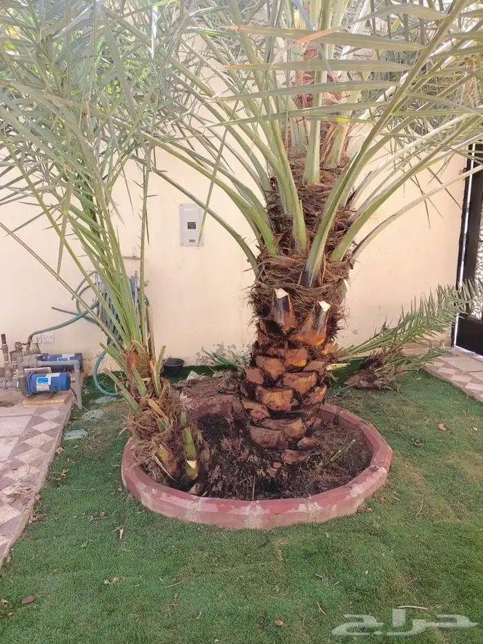 تنسيق حدائق 4