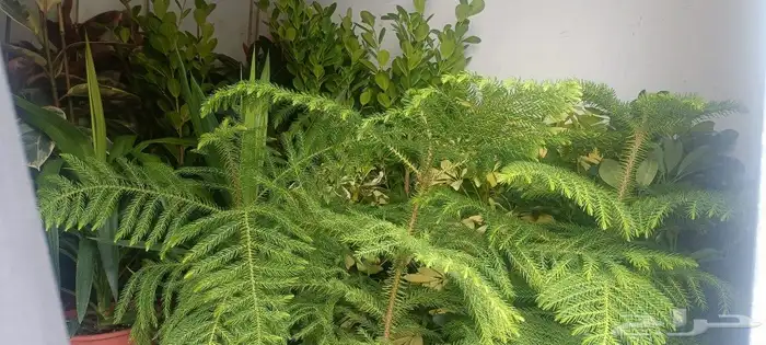 أبو سجي لتنسيق الحدائق وزراعة الأشجار الداخلى والخارجي 12