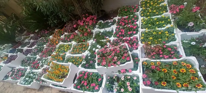 أبو سجي لتنسيق الحدائق وزراعة الأشجار الداخلى والخارجي 4