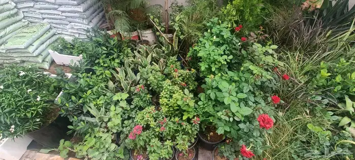 أبو سجي لتنسيق الحدائق وزراعة الأشجار الداخلى والخارجي 7