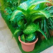كل ما يخص الزراعه ثيل طبيعي وصناعي وأشجار ونخيل وزهور شتلات 3