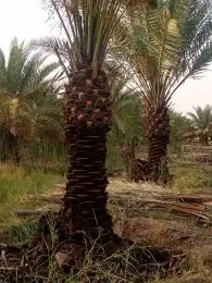 نخيل مثمر لبيع بسعر مناسب لمشتري ع شرط وضمان 7