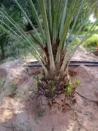 نخيل مثمر لبيع بسعر مناسب لمشتري ع شرط وضمان 5