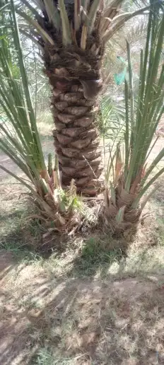 مقاول نخيل الجله المزاحمية الرياض تبراك ضرما نساح الرين 9