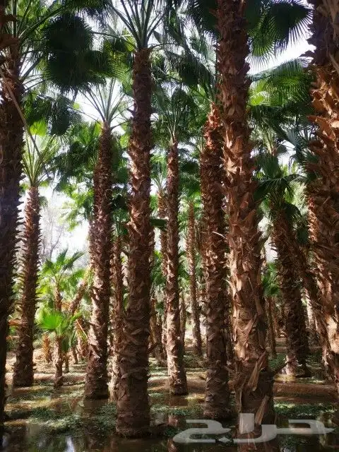 نخل زينه واشنطن 3