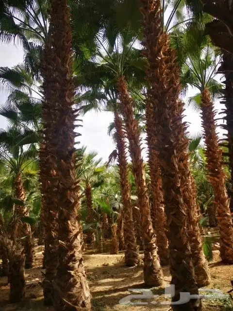 نخل زينه واشنطن 2