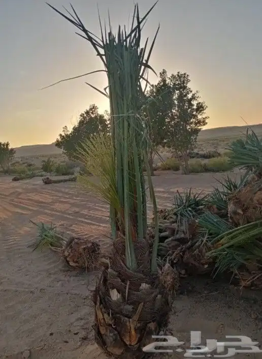 نخيل مثمر لبيع بسعر مناسب لمشتري ع شرط وضمان 4