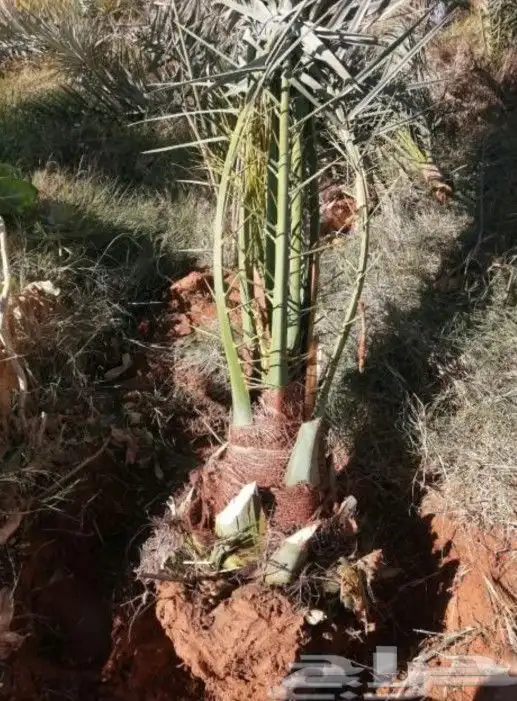 نخيل مثمر لبيع بسعر مناسب لمشتري ع شرط وضمان 2