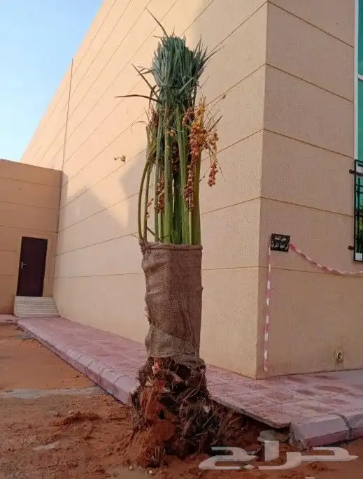 نخيل مثمر لبيع بسعر مناسب لمشتري ع شرط وضمان 3