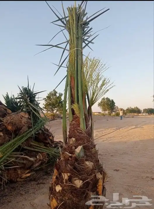 نخيل مثمر لبيع بسعر مناسب لمشتري ع شرط وضمان 0