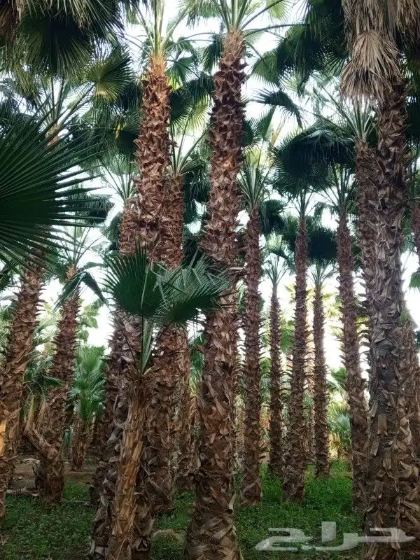 نخل زينه واشنطن 0