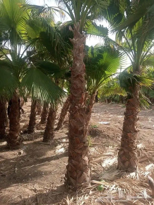 نخل زينه واشنطن 4