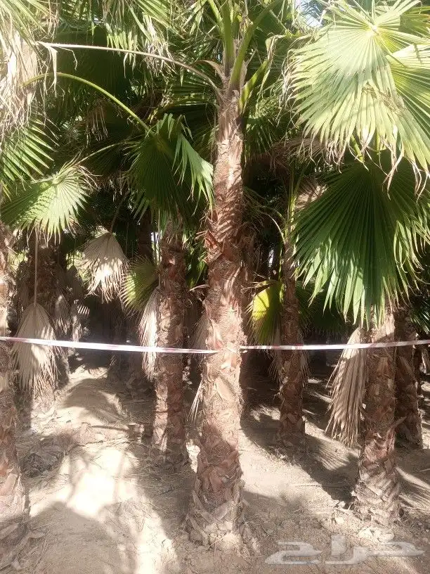 نخل زينه واشنطن 5