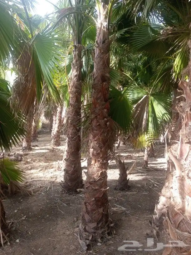 نخل زينه واشنطن 6