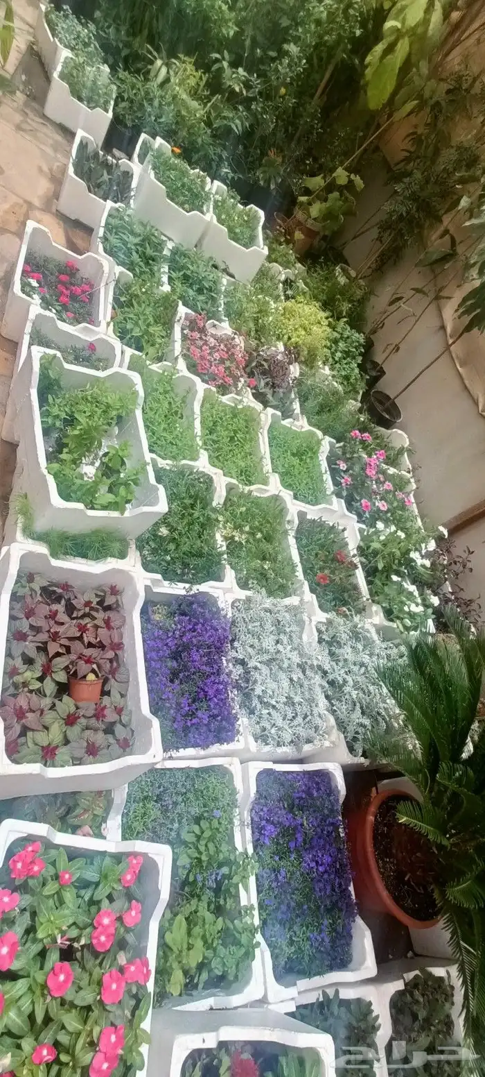 أبو سجي لتنسيق الحدائق وزراعة الأشجار الداخلى والخارجي 2