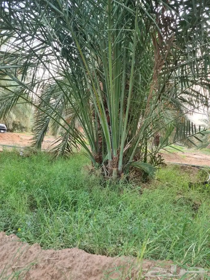 فروخ صقعي للبيع 3
