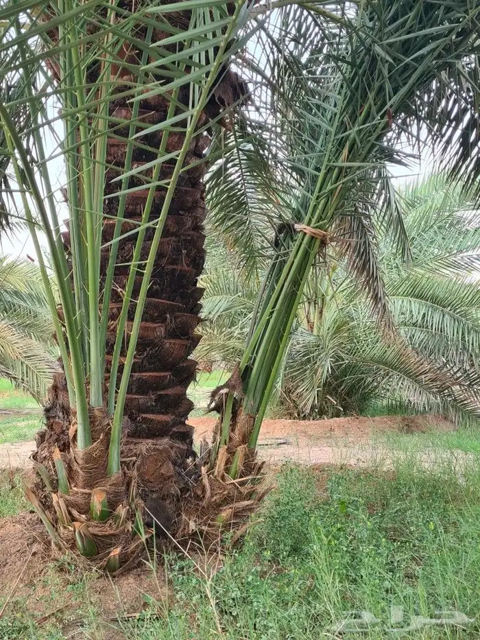 فروخ صقعي للبيع 0