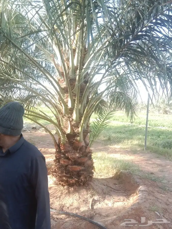 مقاول نخيل الجله المزاحمية الرياض تبراك ضرما نساح الرين 5
