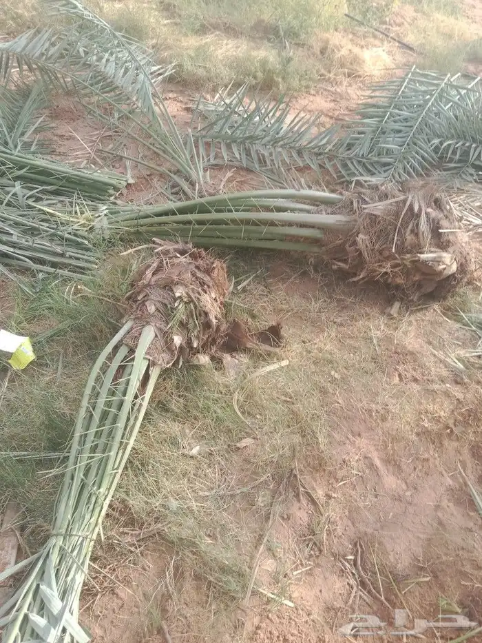 مقاول نخيل الجله المزاحمية الرياض تبراك ضرما نساح الرين 6