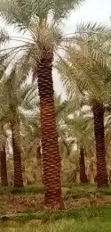 نقوم بتركيب الشبوك بجميع أنواعها في جميع أنحاء المملكة العرب 3