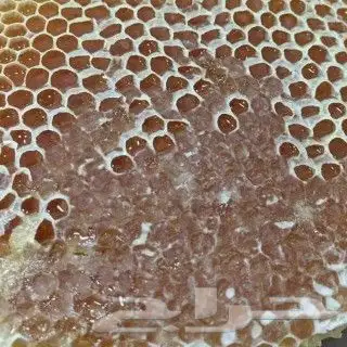 عسل سدر عسل سمرة عسل شوكه مضمون 5
