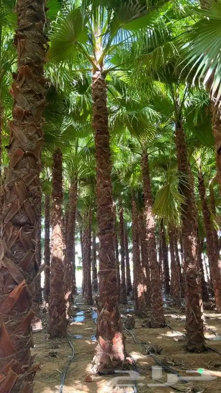 شبوك ملاعب 0