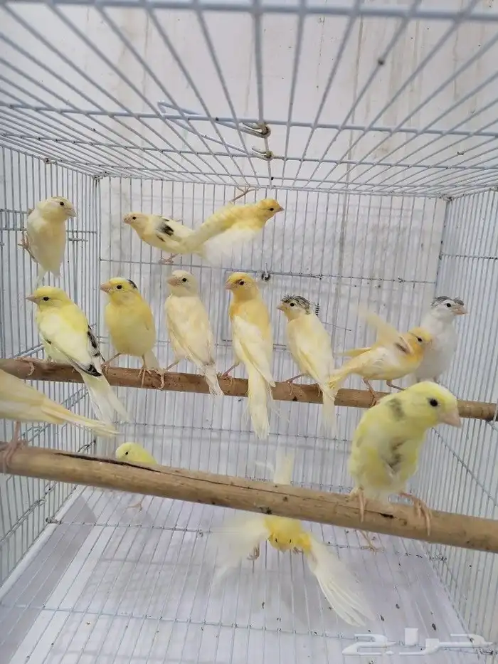 فروخ كناري سوري 2