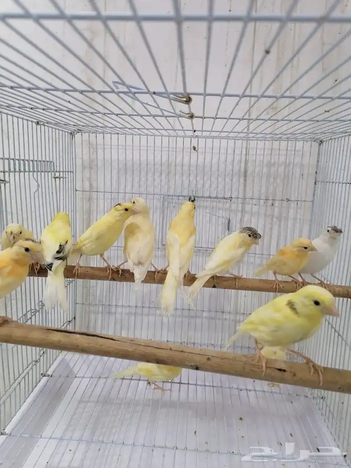 فروخ كناري سوري 3