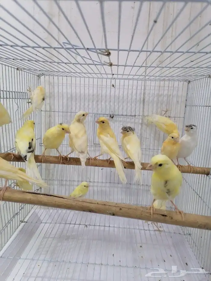 فروخ كناري سوري 1