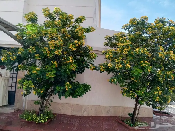 مشتل لأحدث واجود اعمال الزراعه ثيل نخيل أشجار زهور شتلات 2