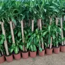 تنسيق حدائق 6