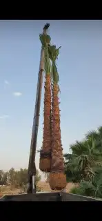 تنسيق حدائق 9