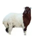 لاتاكل هم ذبيحة اتصل نصل 0