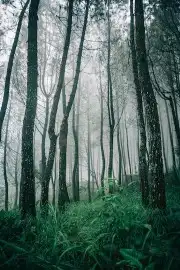 طباعة ورق الحائط 6