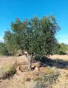 اشجار زيتون نيبالي معمر ونخيل وشنطونيا اسعر طيبه 3