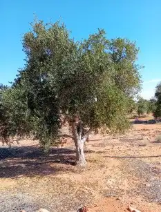 اشجار زيتون نيبالي معمر ونخيل وشنطونيا اسعر طيبه 0