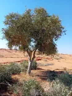 اشجار زيتون نيبالي معمر ونخيل وشنطونيا اسعر طيبه 1