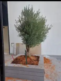 اشجار زيتون نيبالي معمر ونخيل وشنطونيا اسعر طيبه 4
