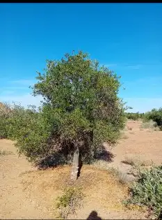 اشجار زيتون نيبالي معمر ونخيل وشنطونيا اسعر طيبه 2