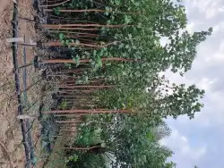 تنسيق حدائق 8