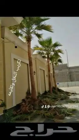 نخل واشنطني جميع المقاسات من 1متر الا10متر توصيل وزراعه 14