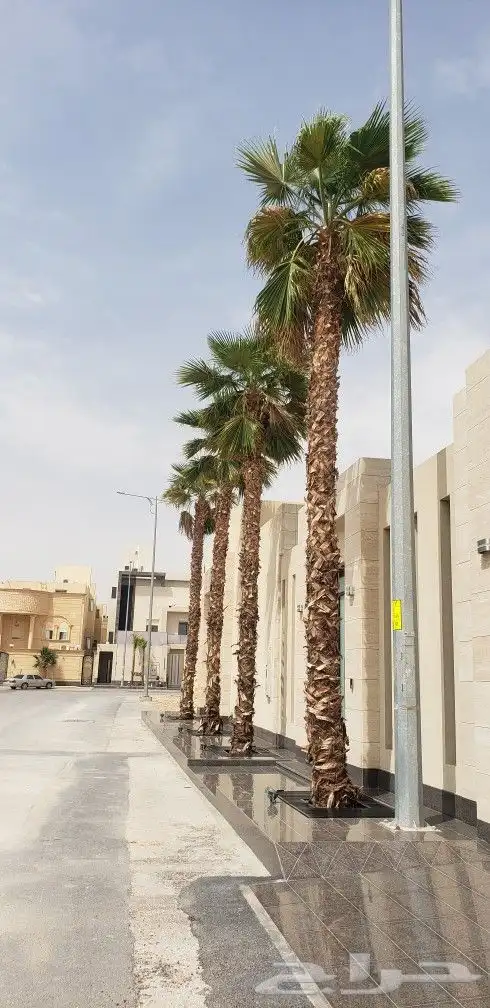 نخل واشنطني جميع المقاسات من 1متر الا10متر توصيل وزراعه 10