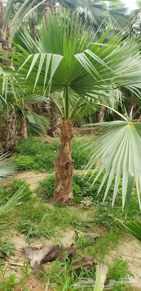 نخل واشنطني جميع المقاسات من 1متر الا10متر توصيل وزراعه 11