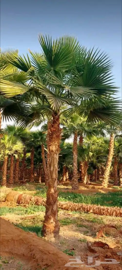 نخل واشنطني جميع المقاسات من 1متر الا10متر توصيل وزراعه 5
