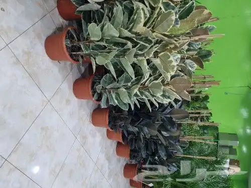 تنسيق حدائق 4