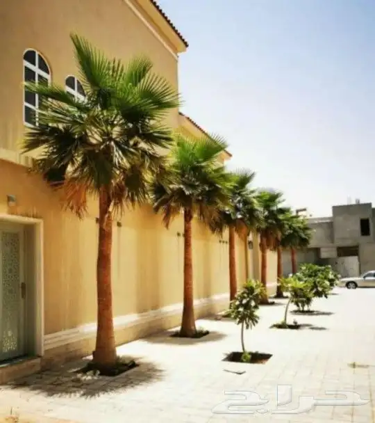 نخل واشنطني جميع المقاسات من 1متر الا10متر توصيل وزراعه 3