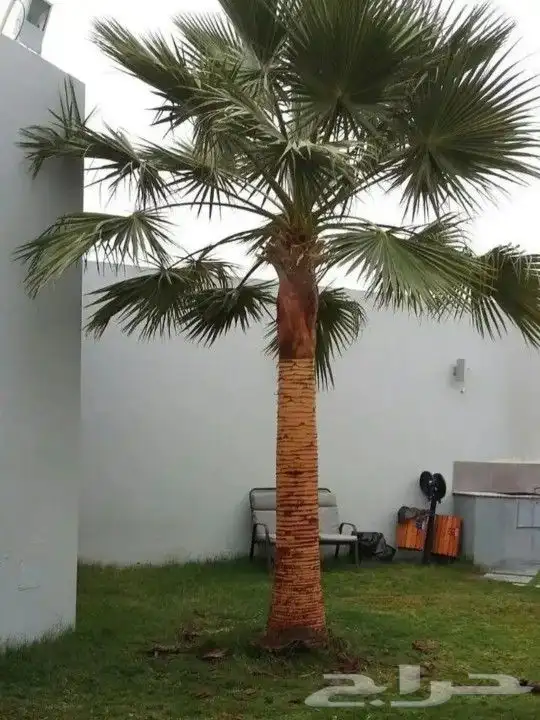 نخل واشنطني جميع المقاسات من 1متر الا10متر توصيل وزراعه 0